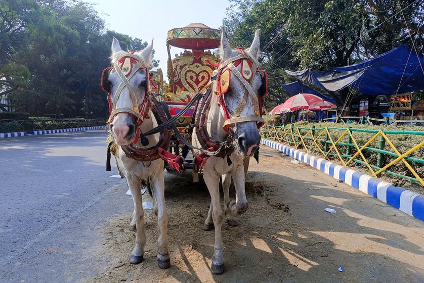 Right: Rani and Bijli have been named by Akif and pull his carriage