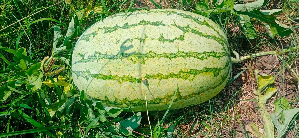 Left: In Kokkaranthangal village, watermelons ready for harvest on M. Sekar's farm, which he leased by pawning off jewellery. Right: A. Suresh Kumar's fields in Chitharkadu village; there were no buyers or truck drivers to move his first harvest in the  last week of March

