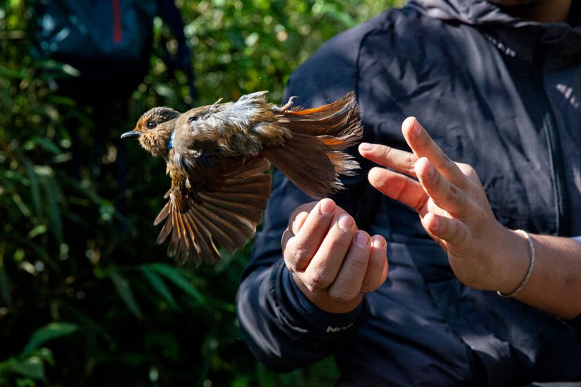 Right: A Large Niltava being released by a team member after it has been ringed and vital data has been recorded