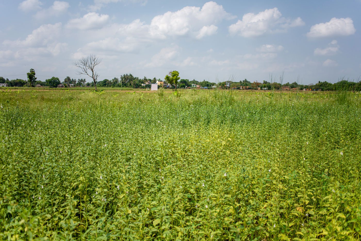 Vadivelan and Priya (left) on the banks of Kollidam river at sunset, 10 minutes from their sesame fields (right) in Tiruchirappalli district of Tamil Nadu