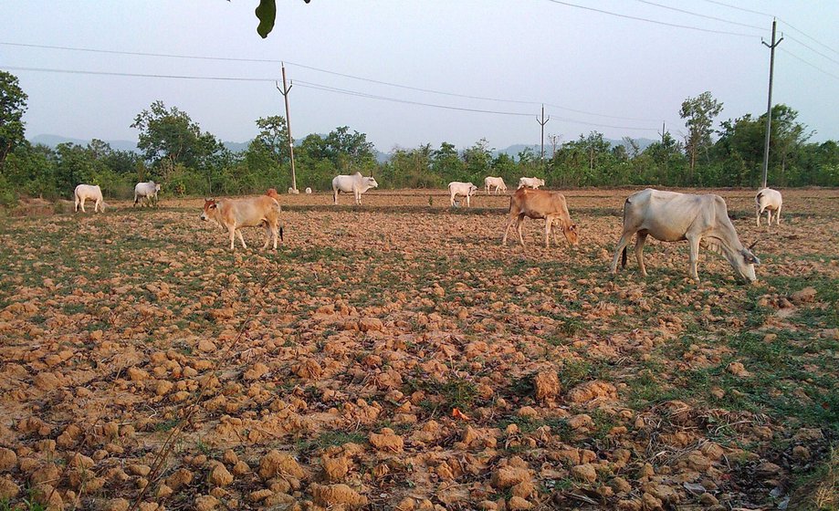 Right: Cattle grazing in the village