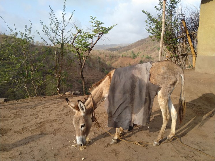 In Pacha Padla village, many families (including Dali Bada and her husband Badaji, centre image) use donkeys to carry drinking water uphill