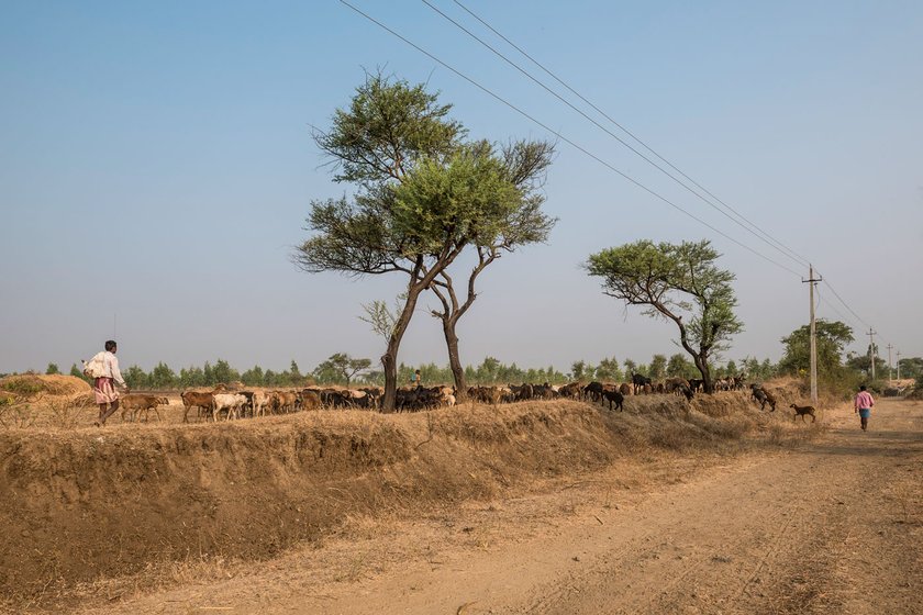 Left: Walking on major roads (here, the Bagalkot-Belgaum road) is not easy, and the animals often get sick or injured. Right: ‘Off road’ migration has its own difficulties due to the rugged terrain. And the pastoralists have to avoid any patches of agricultural land if they don’t have a grazing and manure agreement with that farmer