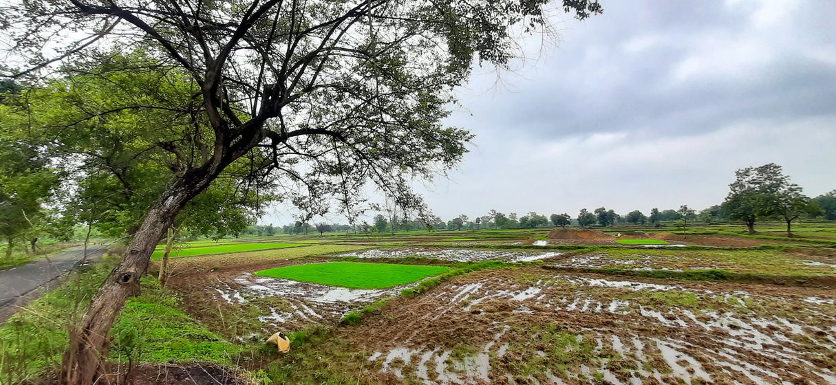 Farms bordering the Tadoba Andhari Tiger Reserve (TATR) in Chandrapur district where w ild animals often visit and attack