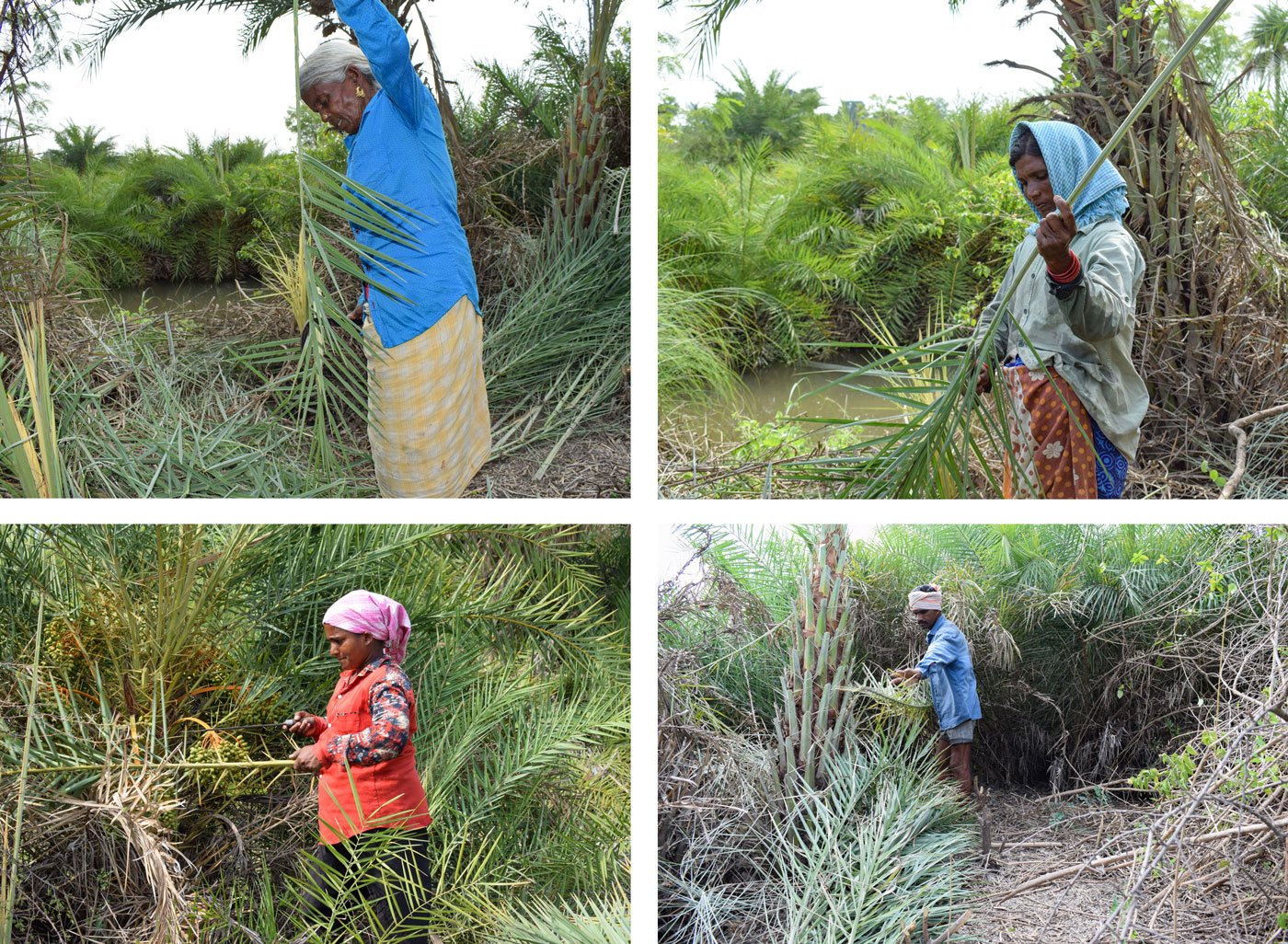 Clearing thorns from the silver date palm fronds: Neligundharashi Ramulamma (top left); Neligundharashi Yadamma (top right); Neligundharashi Sumathi  (bottom left), and Ramulu (bottom right)

