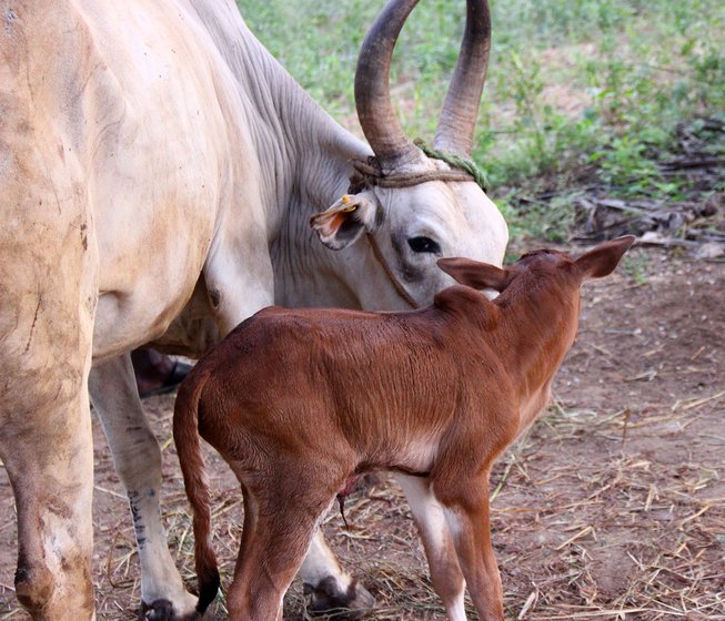 Cow with calf: calves are born red and later fade to a white