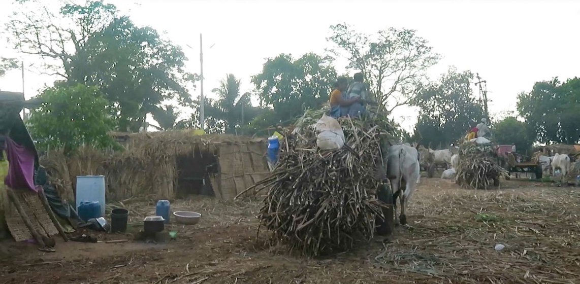 Sugarcane workers transporting harvested sugarcane in a bullock cart