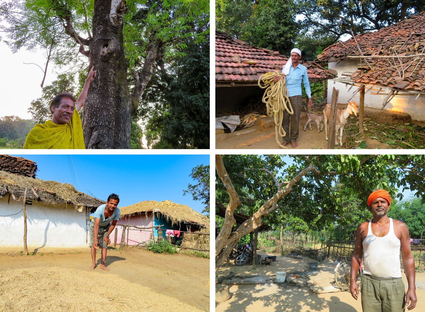 Top row: 'Today, bee hives are difficult to find', say honey-hunters Brij Kishan Bharti (left) and Jai Kishan Bharti (right). Bottom left: 'We are seeing new pests', says Lotan Rajbhopa. Bottom right: 'When bees are less, flowers and fruit will also be less', says Ranjit Singh