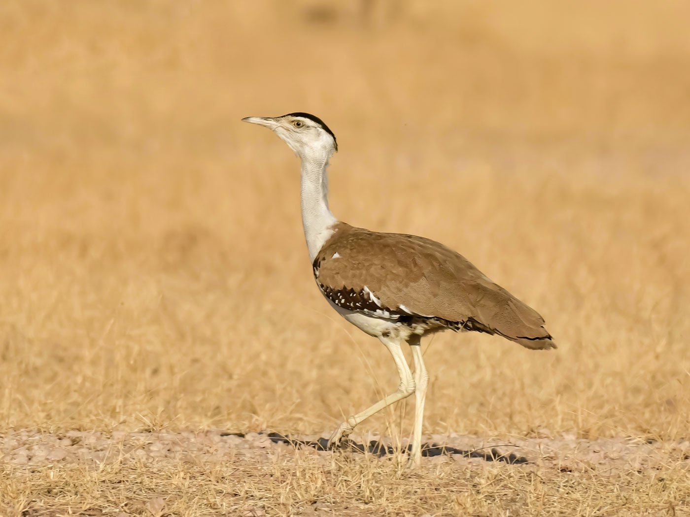 Today there are totally only around 120-150 Great Indian Bustards in the world and most live in Jaisalmer district