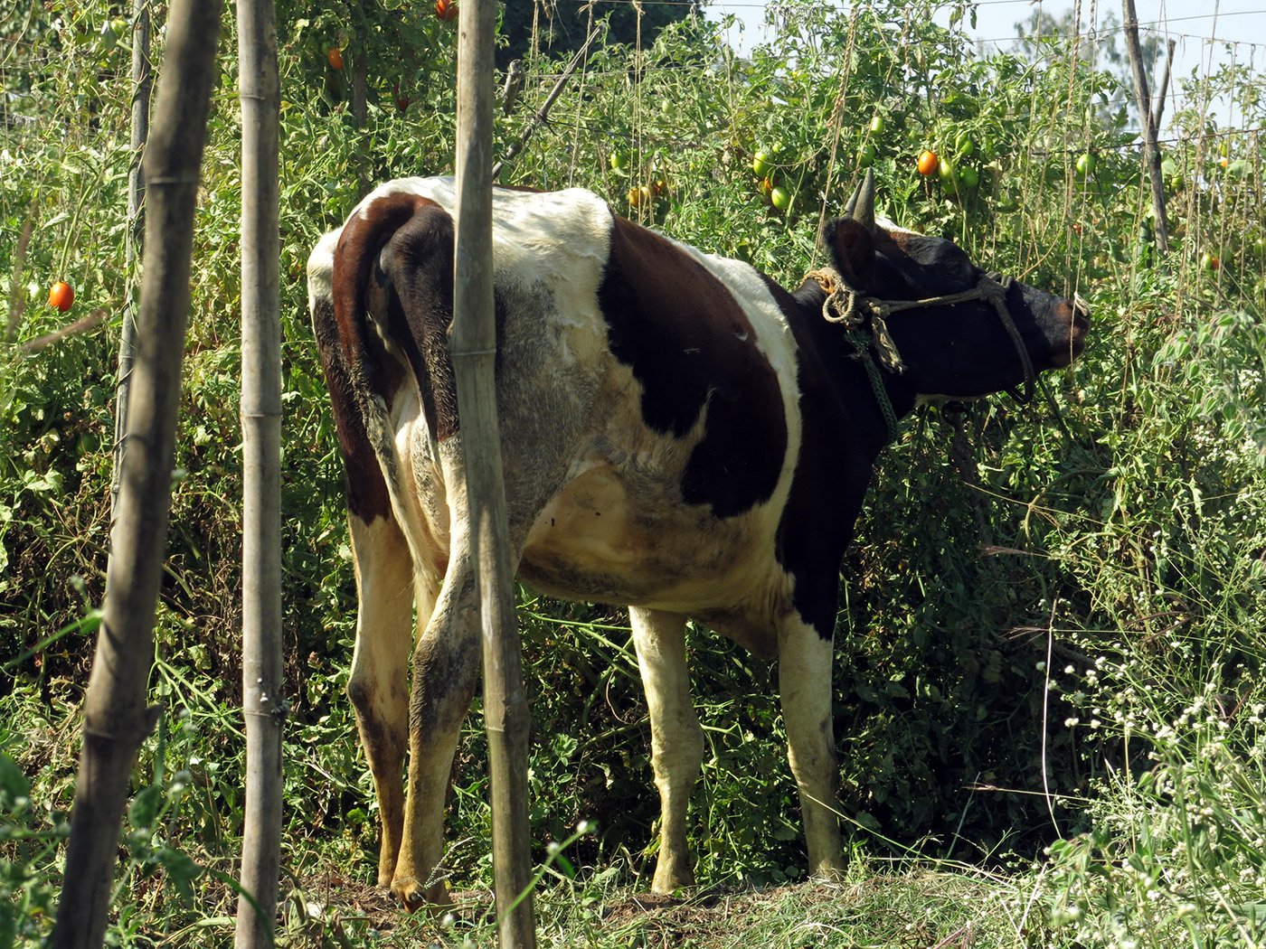 With hardly any buyers, farmer Somnath Thete has let his cows graze on his tomato crop.