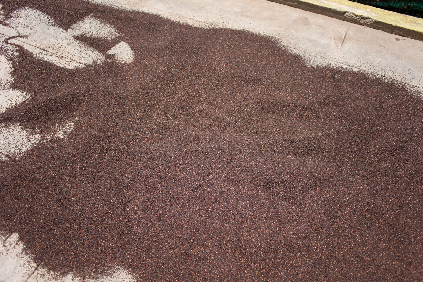 Ellu (sesame) is both ancient and commonplace with various uses – as nallenai (sesame oil), as seeds used in desserts and savoury dishes, and as an important part of rituals. Sesame seeds drying behind the oil press in Srirangam.