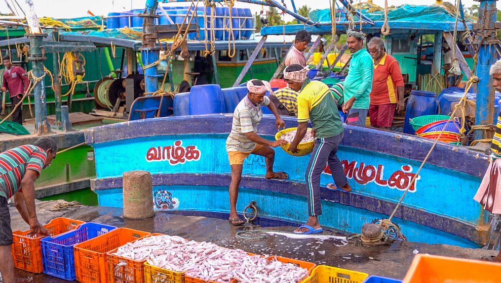 The busy harbour usually resonates with sounds – auctioneers inviting bids, traders shuffling about, loaders transferring catch, machines crushing ice, lorries coming and leaving, vendors doing business. This is a major fishing harbour in Cuddalore district and used by fisherfolk from Sothikuppam – Puli’s village – as well as four other neighbouring fishing villages. Until around a decade ago, notes the Central Marine Fisheries Research Institute, these five villages together accounted for 256 mechanised and 822 motorised boats at the harbour. (More recent data is not available.)