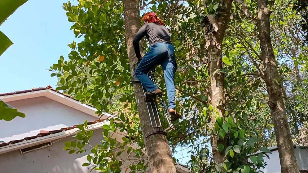 It takes Humayun mere four minutes to climb up and down the 25-metre-high coconut tree