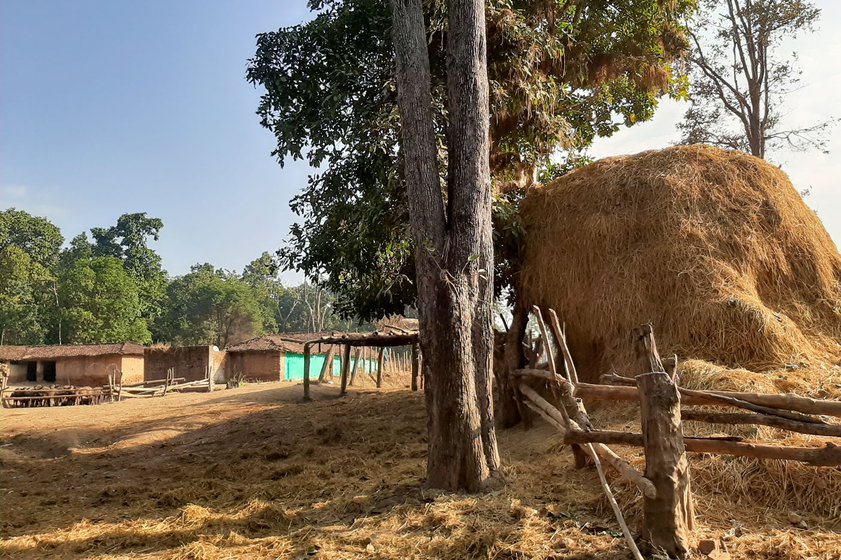 A pile of hay that Markam has bought to feed his buffaloes as there isn't enough grazing ground left in the forest.