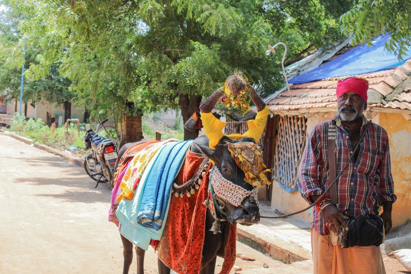 His father, Pandi, with the decorated bull