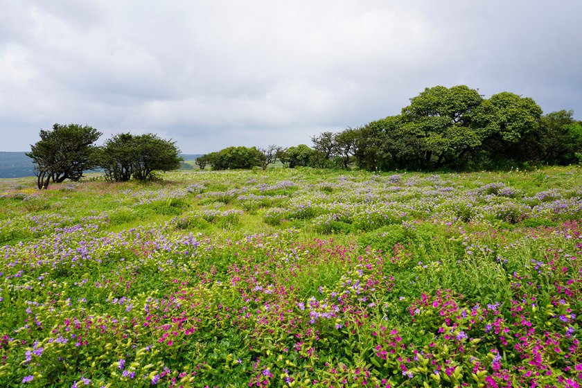 Kaas Plateau was awarded UNESCO's World Heritage Site in 2012. Since then, it has become a major tourist attraction in Maharashtra, especially from August to October