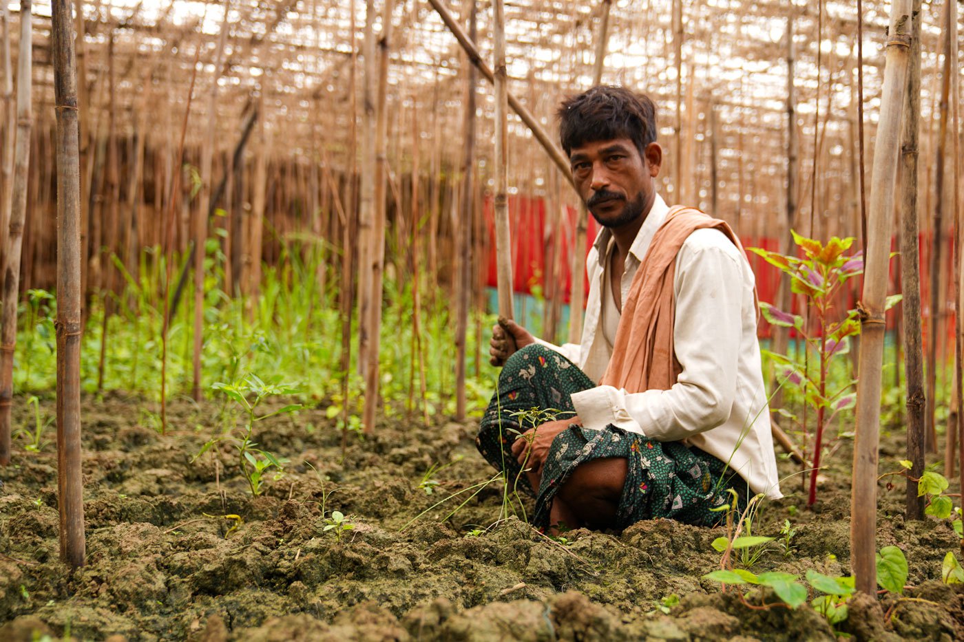 Extreme weather plays havoc with Magahi paan