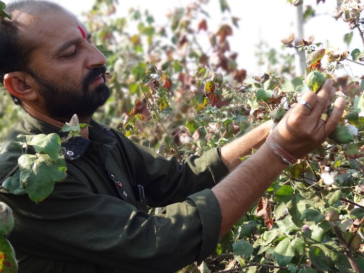 Bt-cotton occupies 90 per cent of the land under cotton in India – and the pests that this GM variety was meant to safeguard against, are back, virulently and now pesticide-resistant – destroying crops and farmers. Farmer Wadandre from Amgaon (Kh) in Wardha district (left) examining pest-infested bolls on his farm. Many hectares of cotton fields were devastated by swarming armies of the pink-worm through the winter of 2017-18 in western Vidarbha’s cotton belt. India has about 130 lakh hectares under cotton in 2017-18, and reports from the states indicate that the pink-worm menace has been widespread in Maharashtra, Madhya Pradesh and Telangana. The union Ministry of Agriculture of the government of India has rejected the demand to de-notify Bt-cotton