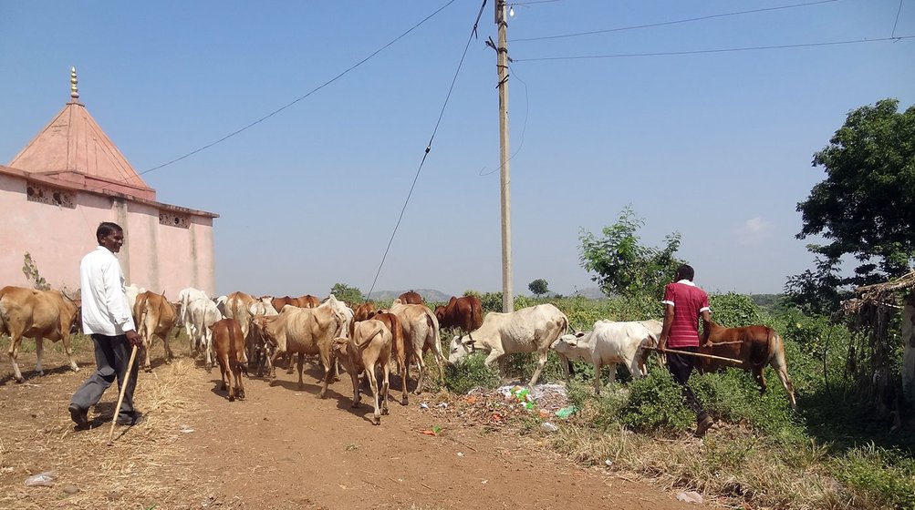 Shankar Atram starts his day by herding the village cattle into the neighbouring forests for grazing; keeping him company now is his bodyguard Pandurang Meshram, who walks behind the caravan