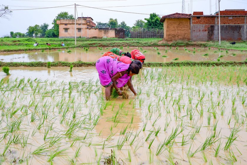 With daily wage farm labour decreasing every year, in 2018, Anita and Teera Bhuiya leased land on a batiya arrangement
