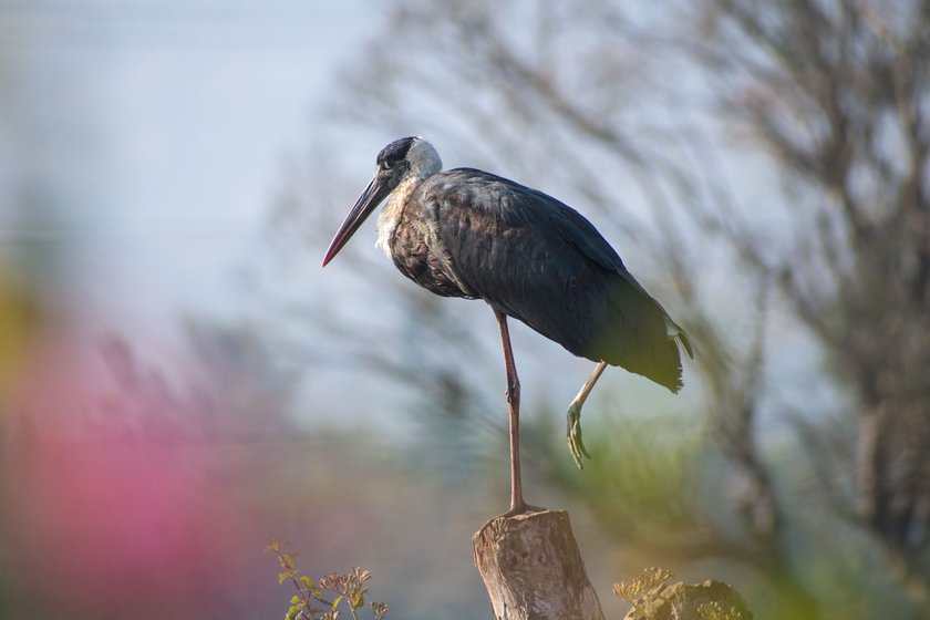 The W oolly-necked stork (left) is a winter migrant to the Western Ghats. It is seen near Singara and a puff-throated babbler (right) seen in Bokkapuram, in the Nilgiris