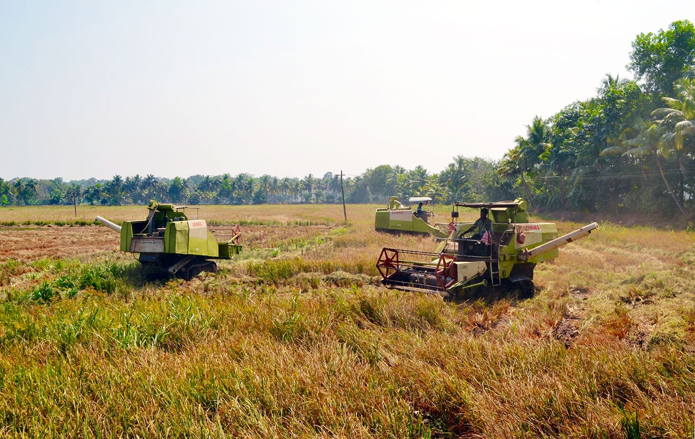 rice field harvest kerala