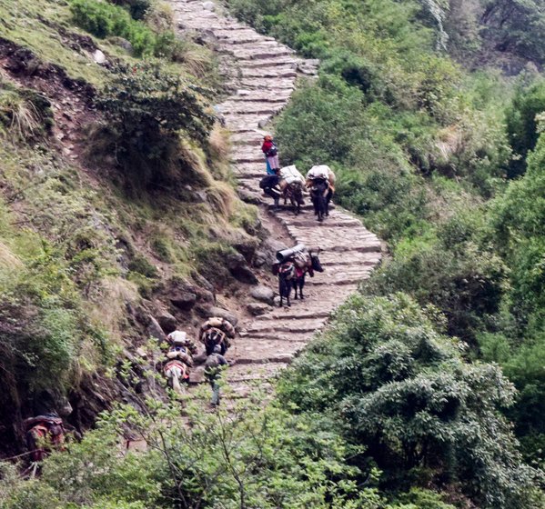 The residents and traders use this mule route for seasonal migration and transportation of goods. The government and the Indian Army also send ration by this trail. The pilgrims of the government-conducted Kailash Mansarovar yatra also take this route to cross Lipulekh Pass to China. When this route is broken, all supplies including government ration to the upper altitude villages stop