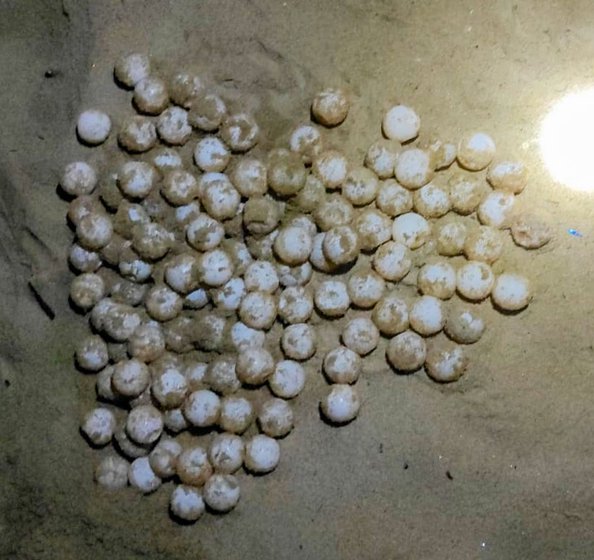 Olive Ridley turtle eggs (left) spotted at the RK beach. Sometimes the guards also get a glimpse of the mother turtle (right)