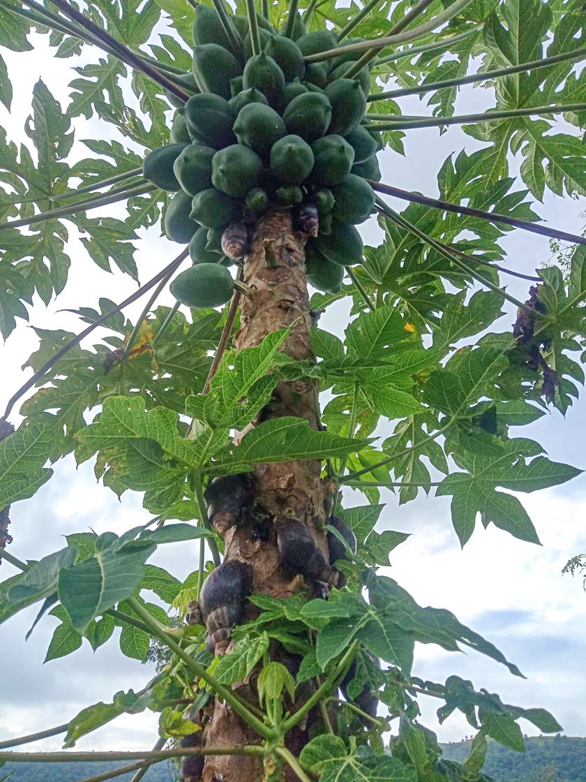 Giant African Snails on the trunk of papaya tree (left) and on young mango plant (right) in Sunanda's farm. She says, 'The snails destroyed everything'