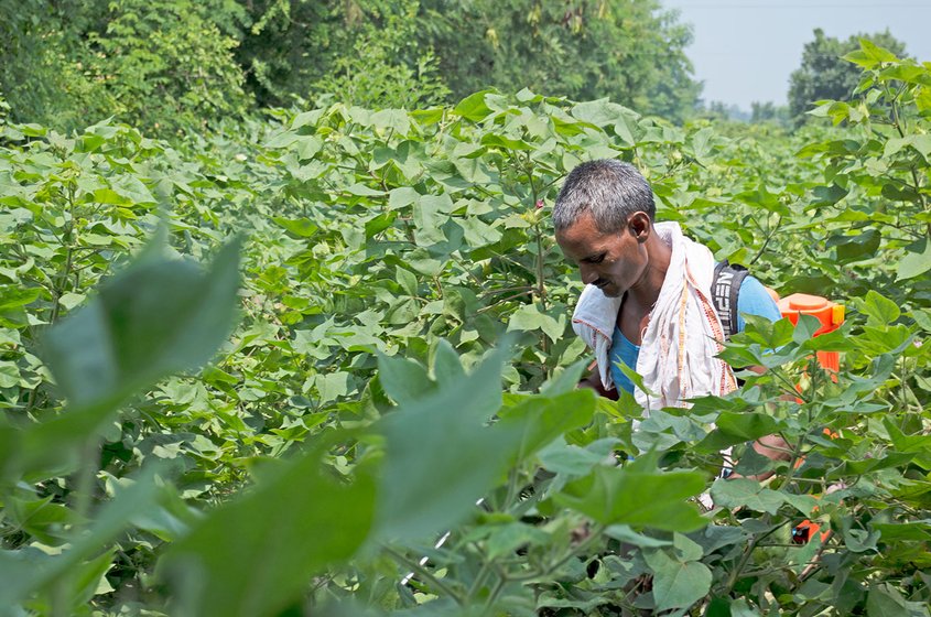 Farmer spraying pesticide in the cotton farm