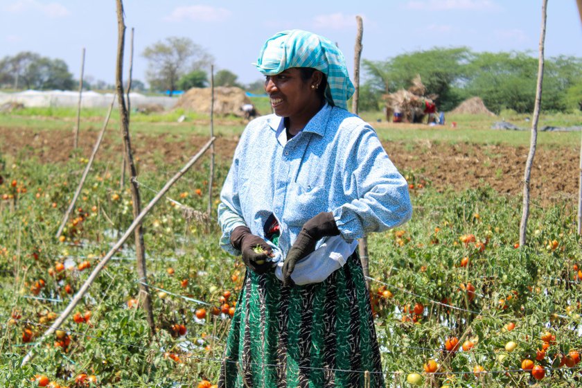 Rajiya Aladdin Shekh Sannadi harvesting the crop of hand-pollinated tomatoes in Konanatali village in Haveri district