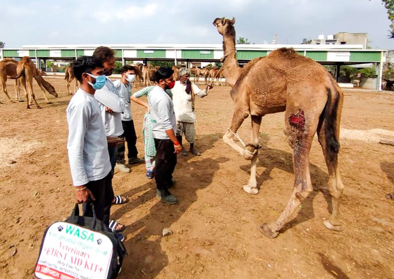 Left: Activists from an Amravati-based animal rescue organization tend to a camel that sustained injuries to its leg due to infighting at the kendra. Right: Rabari owners helping veterinarians from the Government Veterinary College and Hospital, Amravati, tag the camels in line with the court directives