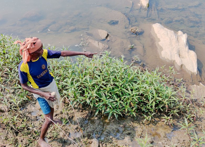 Anirudhdha pointing to places where prawns take cover in the river.