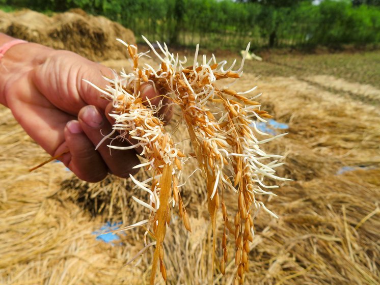 Across the fields of Palghar, the paddy got spoilt (left) with the unexpected October rain, and farmers tried hard to save some of it