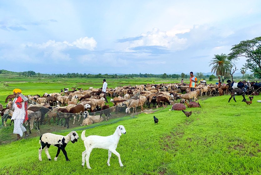 Selling lambs, sheep and goats is the main source of sustenance for the Dhangar families, headed by Prakash (right image) – with his wife Jayshree (left) and niece Zai

