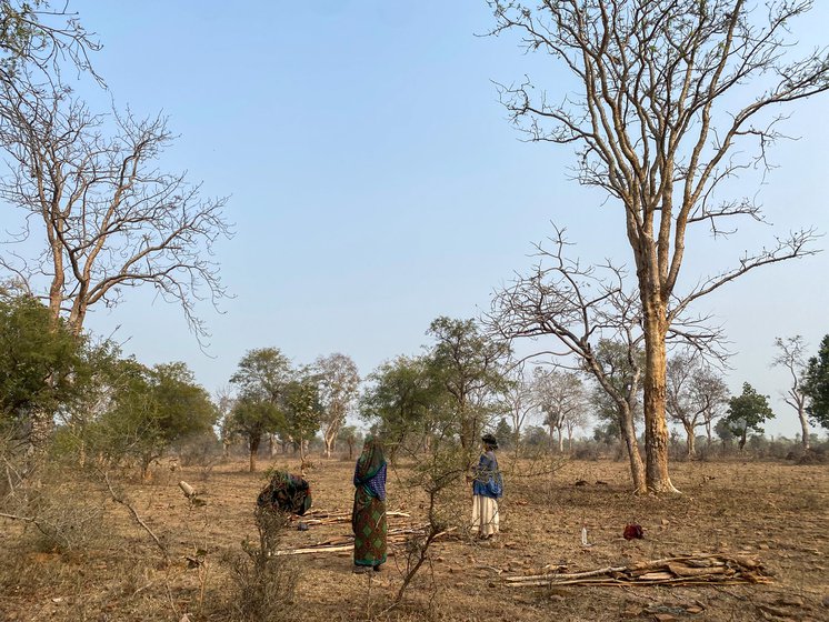 Gathering firewood (left) and other minor forest produce is now a game of hide and seek with the forest guards as new fences (right) have come up