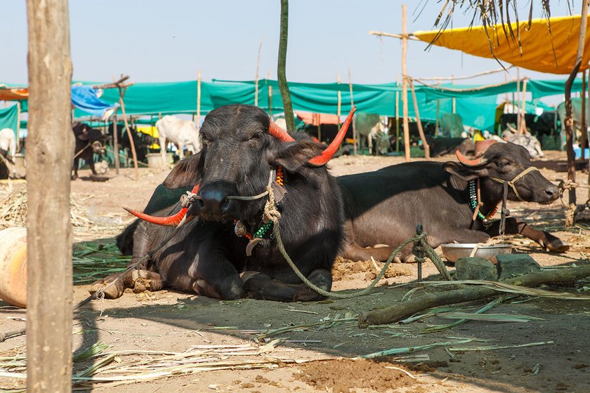 Lakshmi’s cattle