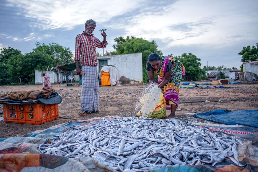 Visalatchi throwing grains of salt on the fish. According to the Department of Fisheries, the number of women involved in marine fishery activities was estimated to be around 2.6 lakh in (2020-2021)