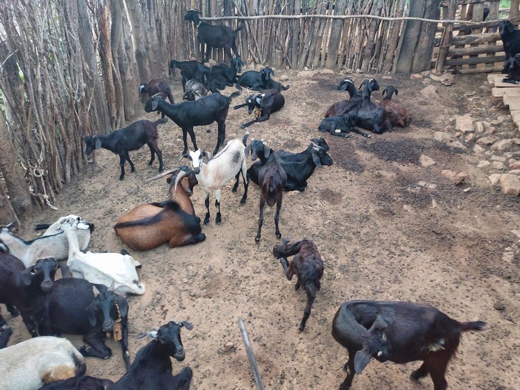 Left: Goats, along with hens, cows and bullocks that belong to people in the village.
