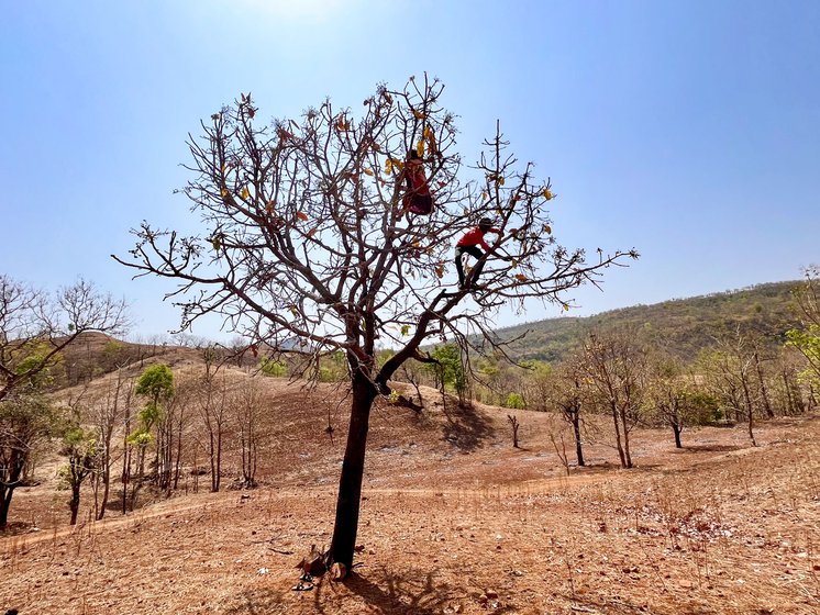 A charoli tree (right) outside the marital home of Rehendi Pawara, Ungya and Badhibai's daughter. Climbing the tree and plucking its sweet fruit is a popular game for the children of the village