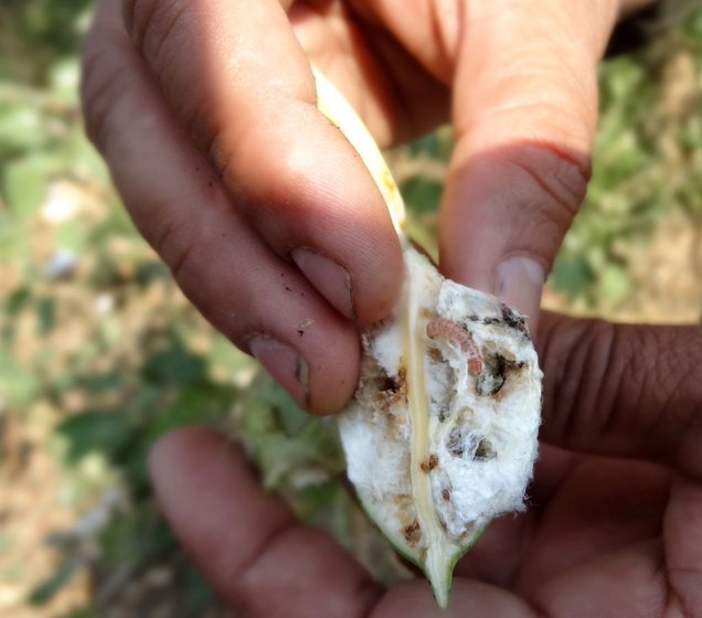 Bt-cotton occupies 90 per cent of the land under cotton in India – and the pests that this GM variety was meant to safeguard against, are back, virulently and now pesticide-resistant – destroying crops and farmers. Farmer Wadandre from Amgaon (Kh) in Wardha district (left) examining pest-infested bolls on his farm. Many hectares of cotton fields were devastated by swarming armies of the pink-worm through the winter of 2017-18 in western Vidarbha’s cotton belt. India has about 130 lakh hectares under cotton in 2017-18, and reports from the states indicate that the pink-worm menace has been widespread in Maharashtra, Madhya Pradesh and Telangana. The union Ministry of Agriculture of the government of India has rejected the demand to de-notify Bt-cotton