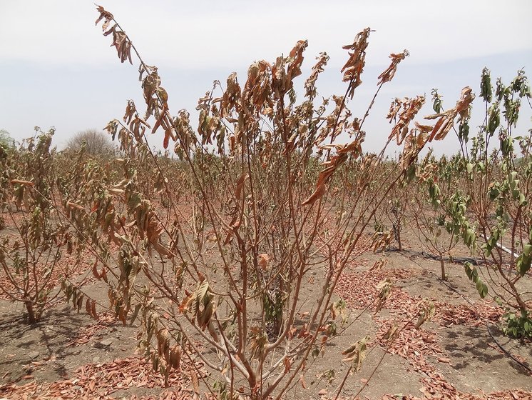 The guava plants that have burnt in the absence of water on Prahlad’s three acre orchard that he raised four years ago