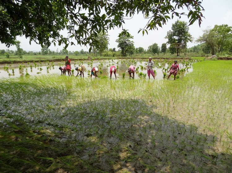 Durgabai Dighore’s farm where transplantation is being done on borewell water