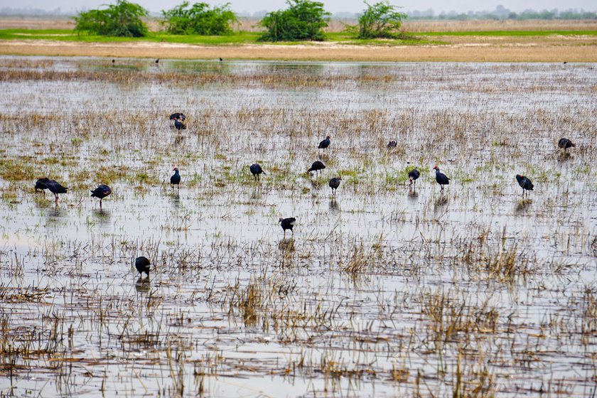 Right: Different birds flock to this bird sanctuary.