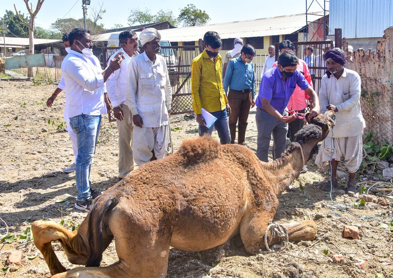 Left: Activists from an Amravati-based animal rescue organization tend to a camel that sustained injuries to its leg due to infighting at the kendra. Right: Rabari owners helping veterinarians from the Government Veterinary College and Hospital, Amravati, tag the camels in line with the court directives