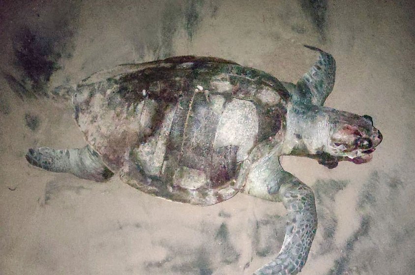 Olive Ridley turtle eggs (left) spotted at the RK beach. Sometimes the guards also get a glimpse of the mother turtle (right)