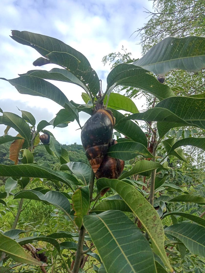 Giant African Snails on the trunk of papaya tree (left) and on young mango plant (right) in Sunanda's farm. She says, 'The snails destroyed everything'