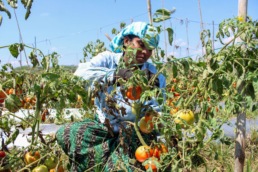 Rajiya Aladdin Shekh Sannadi harvesting the crop of hand-pollinated tomatoes in Konanatali village in Haveri district