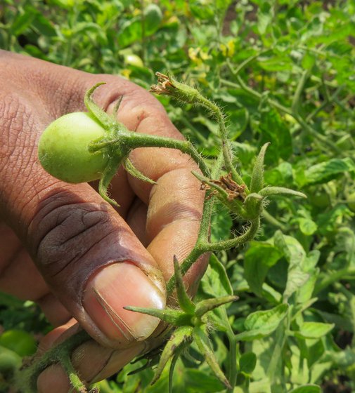 On Tushar Mawal's tomato farm, the buds and flowers rotted, so there won't be any further crop growth this season