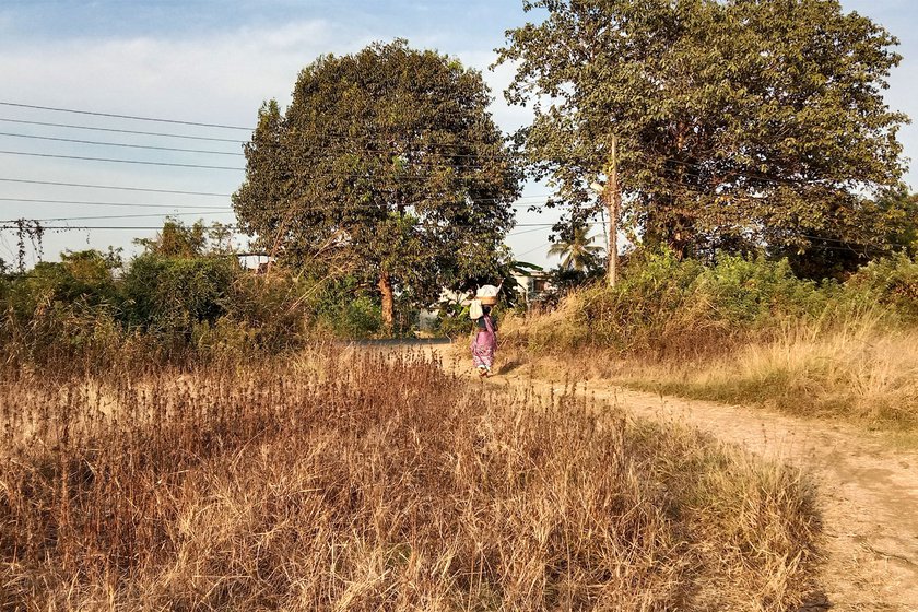Right: Suman carrying the harvested vaal to her employer before going home.